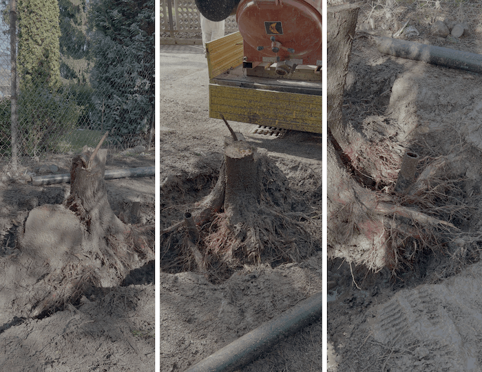 Bezpečné odstraňování zbytků stromu a kořenů